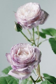 レスキュー！希少バラの鉢「カメオ」