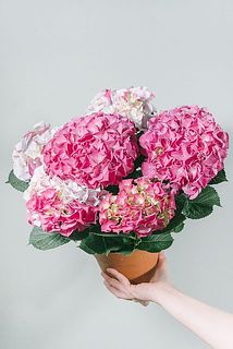 紫陽花「ホットチボリマーブル」