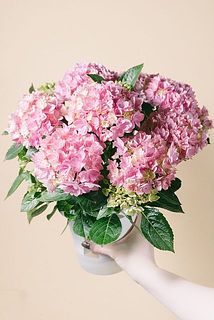 紫陽花「星あつめ」