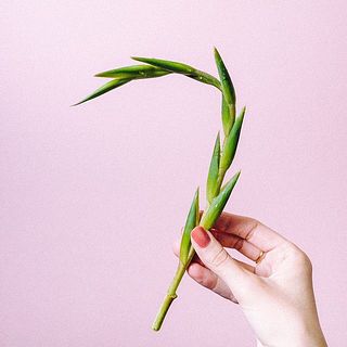 茎を短くカットして、それぞれ分けて楽しむのもおすすめ。