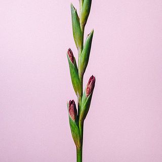 かわいい色合い