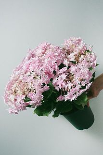 紫陽花「ダブルダッチエダム」