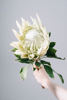 キングプロテア「アークティックアイス」