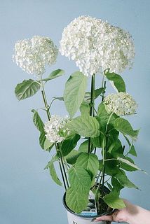 アナベル「グランデクリーム」