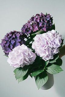 紫陽花「マジカルマーブル」