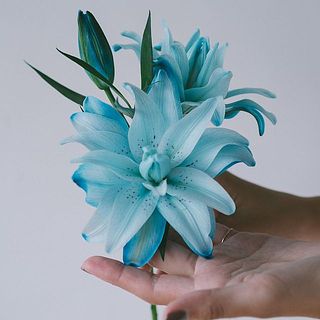 開花時のサイズ感。直径10〜12cmほどの小ぶりサイズです。