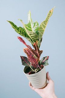 クロトン「エクセレント」