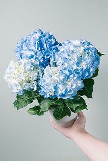 あじさい「クレイジーテンシア ブルー」