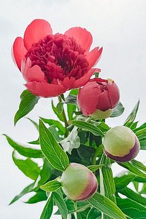 リナページ　23センチ芍薬オーダー 産直】佐井さんの完熟芍薬「ラズベリーアソート」