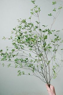 ドウダンツツジ（ロングサイズ）