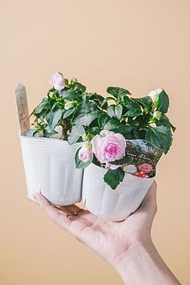ピンクカラーの八重咲きインパチェンス（2鉢セット）