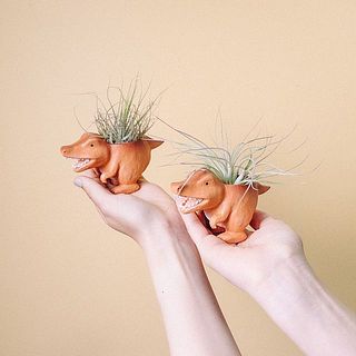 どんな種類が届くかお楽しみに😍