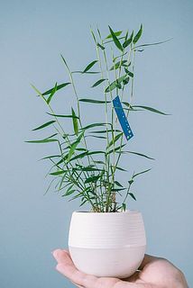 幸運を招く小さな鳳凰竹