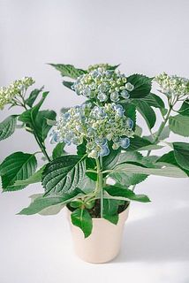 紫陽花「ホップコーン」