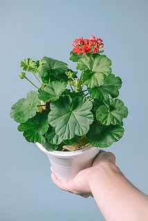八重咲きゼラニウム