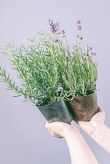 花咲くラベンダーとローズマリー（2鉢セット）