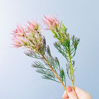 セルリアの葉は変色します。届いたら摘み取ってあげましょう（参考写真はピンクのセルリアです）