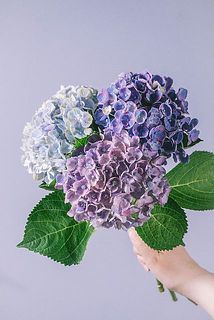 7月のお買い得】紫陽花マジカルMix