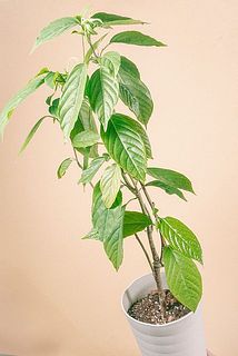 希少！高級香水の元「イランイランの木」