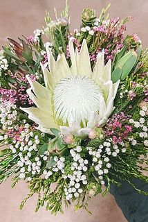 南アフリカから届いた花便り（ホワイトキングプロテア）