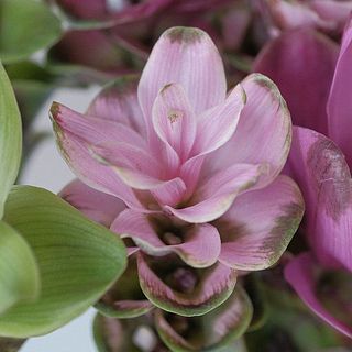 ユニークな花姿が魅力。実はショウガの仲間です。
