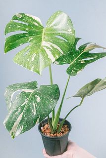 斑入りモンステラ「タイコンステーション」（4号）