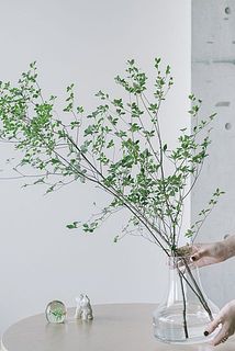 ドウダンツツジ（ロングサイズ）