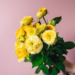 高温障害で咲き方に奇形が含まれていますが、日保ちの影響はございません。ご了承ください。