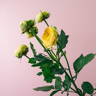首元の花は曲がっている事もありますが、花の特性です。ご了承ください。