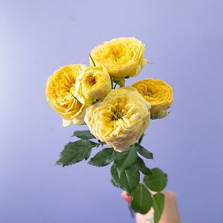 1輪ずつの花のつきには個体差があります。