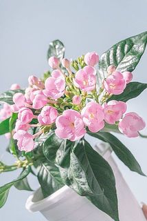 ニオイザクラ「紅富士」