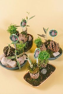 おまかせ松ぼっくりの寄せ植え（1個）