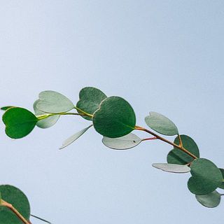 小さなハートの葉がたくさん付いています❣️