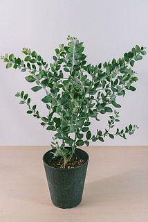◎●簡易保水●◎　ミモザ　パールアカシア　つぼみ(今) ～ 五分 ～ 満開 small_3eed9a69-09fa-4775-81c0-