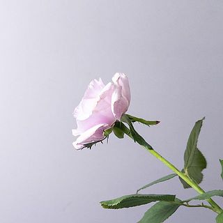 花びらに傷がついている場合があります。ご了承ください。
