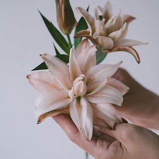 開花時のサイズ感。直径10〜12cmほどの小ぶりサイズです。