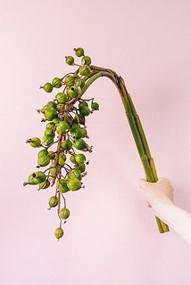 実のつき方や、大きさには個体差があります。