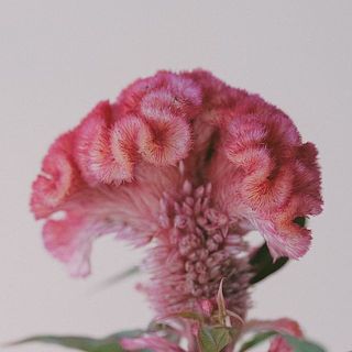 専用　ブライダルベール　ケイトウ　八重咲ペチュニア　クレイフラワー 産直】日光園藝のベルベットケイトウ