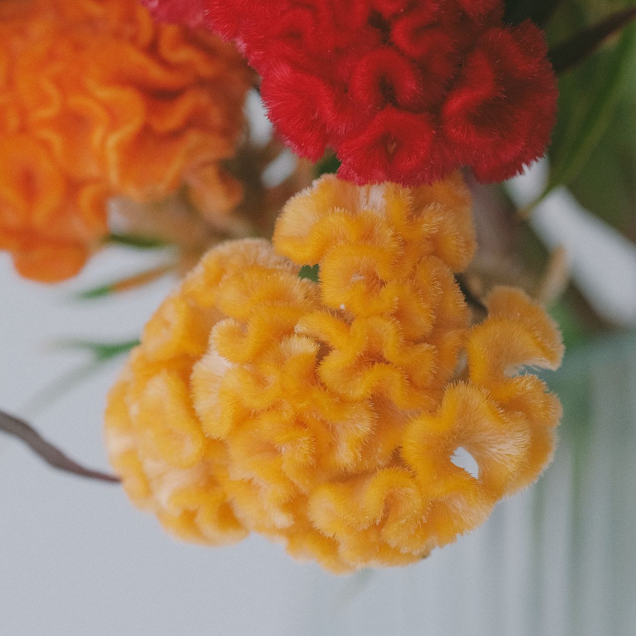 産直】日光園藝のベルベットケイトウ