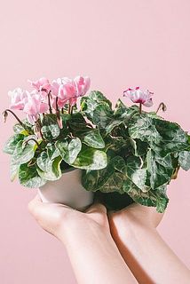 香るミニシクラメン「アブソリュドゥモレル&パリジェンヌ」