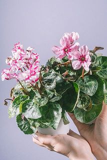 ミニシクラメン「イリュージアピンクラテ」と「アブソリュドゥモレル」