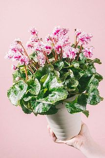 高級シクラメン「フェアリーラブ」