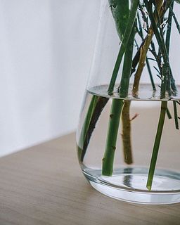 ガラスだから、水の状態もよく見えます。