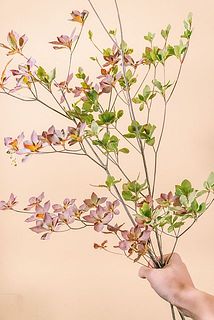 紅葉のドウダンツツジ