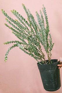 三角葉アカシア（ミモザ）