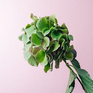 紫陽花の葉は届きましたら取り除いてあげましょう。