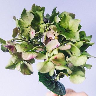 花弁に斑点の模様が見うけらることがありますが品質には問題ありません。ご了承ください。