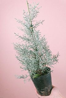 香るブルーアイスの鉢