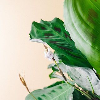 白くてかわいい花が咲く可能性も♡（蕾がついていない個体もあります）