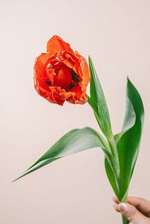 プリプリの八重咲き😍